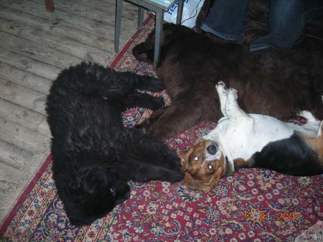 Фото: ньюфаундленд Сент Джонс Круиз (Sent Djons Kruiz), ньюфаундленд Старди