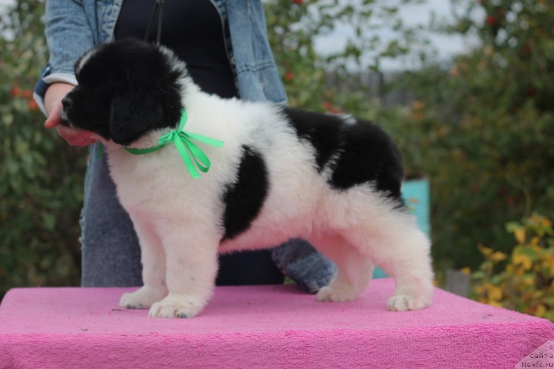 Фото: ньюфаундленд Обуш Шед Каваи Панда (Obush Shed Kawai Panda)