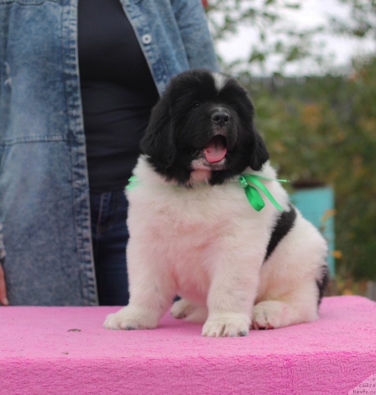 Фото: ньюфаундленд Обуш Шед Каваи Панда (Obush Shed Kawai Panda)