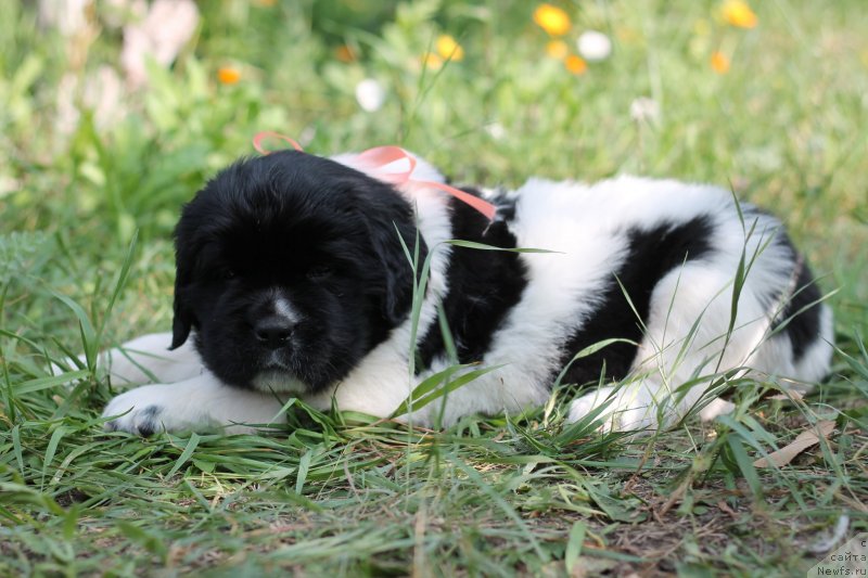 Фото: ньюфаундленд Обуш Шед Кисейная Барышня (Obush Shed Kiseynaya Baryshnya)