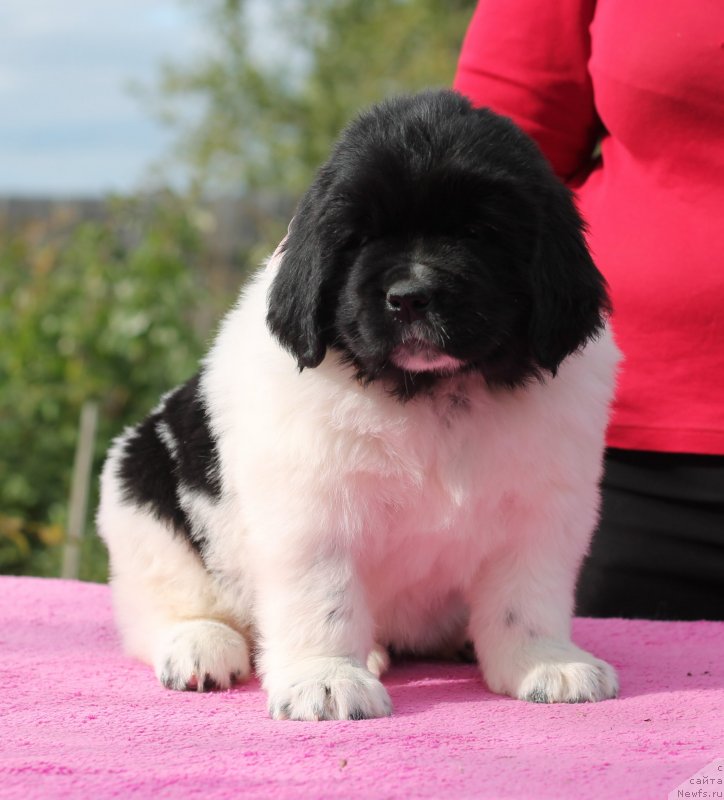 Фото: ньюфаундленд Обуш Шед Кисейная Барышня (Obush Shed Kiseynaya Baryshnya)