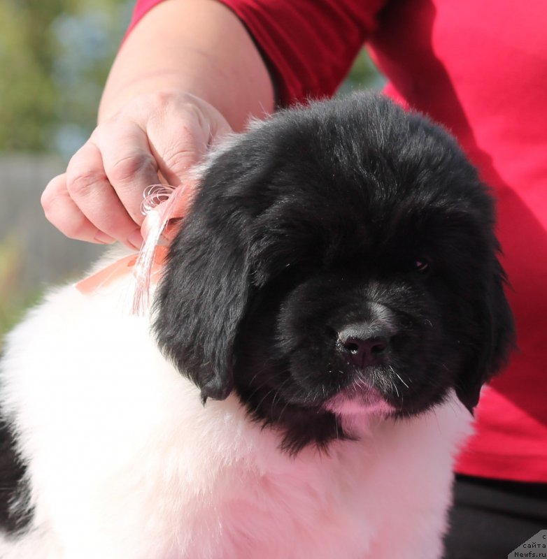 Фото: ньюфаундленд Обуш Шед Кисейная Барышня (Obush Shed Kiseynaya Baryshnya)