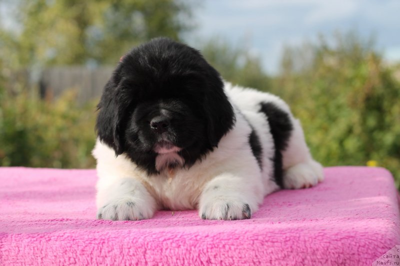 Фото: ньюфаундленд Обуш Шед Кисейная Барышня (Obush Shed Kiseynaya Baryshnya)