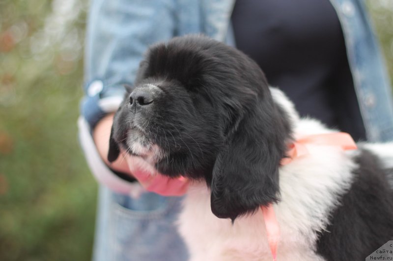 Фото: ньюфаундленд Обуш Шед Кисейная Барышня (Obush Shed Kiseynaya Baryshnya)