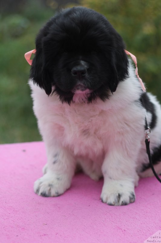 Фото: ньюфаундленд Обуш Шед Кисейная Барышня (Obush Shed Kiseynaya Baryshnya)