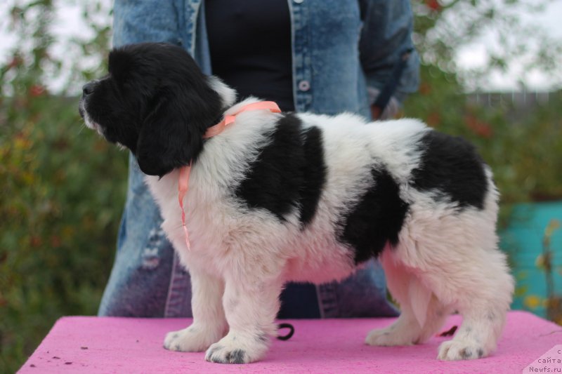 Фото: ньюфаундленд Обуш Шед Кисейная Барышня (Obush Shed Kiseynaya Baryshnya)