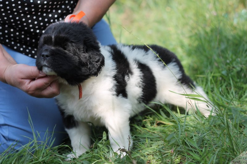 Фото: ньюфаундленд Обуш Шед Коза-Дереза (Obush Shed Koza-Dereza)
