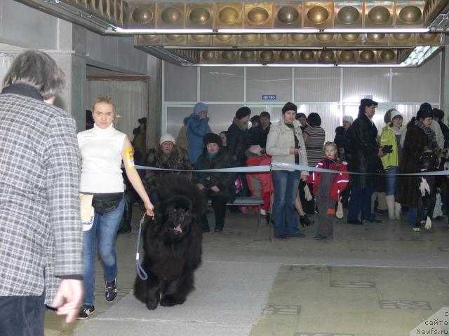 Фото: Александра Ивашова, ньюфаундленд О Блек Диамонд Литтл Беар (O Black Diamond Little Bear)