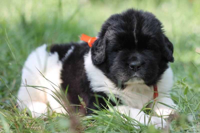 Фото: ньюфаундленд Обуш Шед Коза-Дереза (Obush Shed Koza-Dereza)