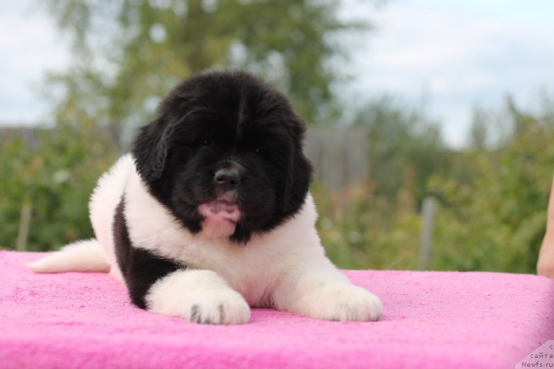 Фото: ньюфаундленд Обуш Шед Коза-Дереза (Obush Shed Koza-Dereza)