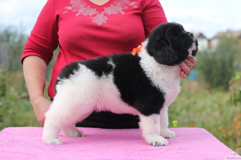Фото: ньюфаундленд Обуш Шед Коза-Дереза (Obush Shed Koza-Dereza)