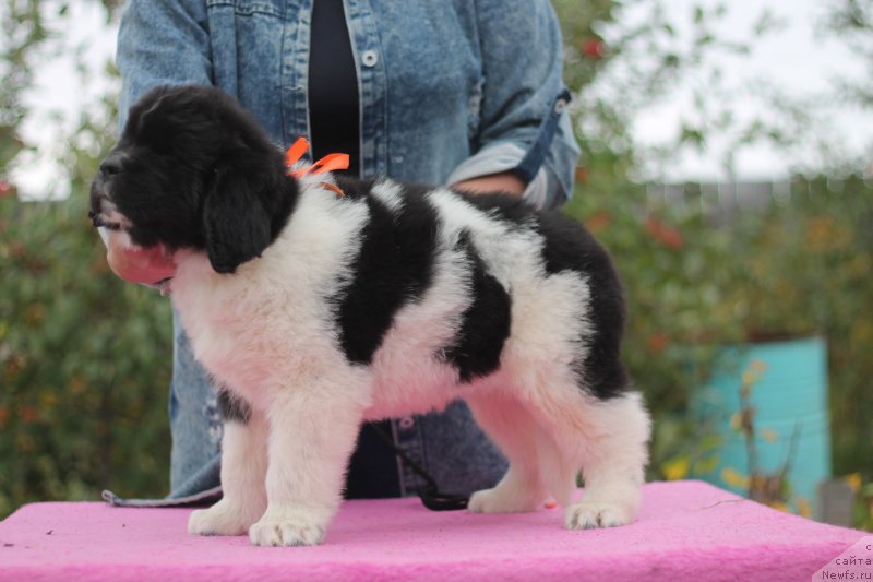 Фото: ньюфаундленд Обуш Шед Коза-Дереза (Obush Shed Koza-Dereza)