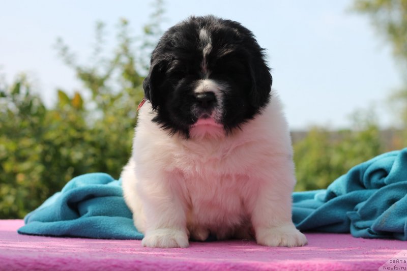 Фото: ньюфаундленд Обуш Шед Кумаджиро (Obush Shed Kumadziro)