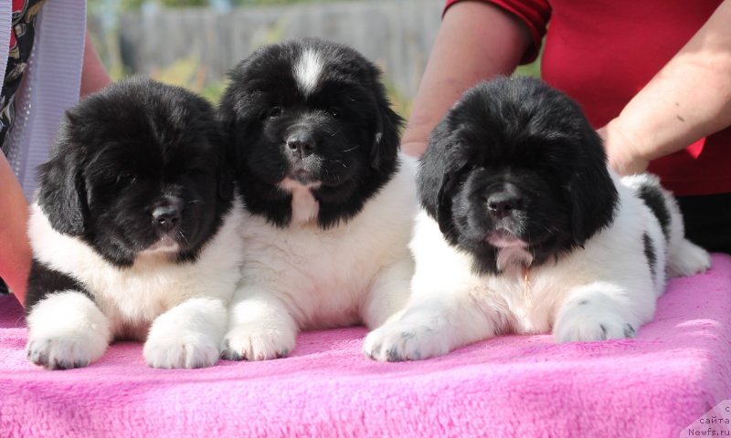 Фото: ньюфаундленд Обуш Шед Коза-Дереза (Obush Shed Koza-Dereza), ньюфаундленд Обуш Шед Каваи Панда (Obush Shed Kawai Panda), ньюфаундленд Обуш Шед Кисейная Барышня (Obush Shed Kiseynaya Baryshnya)