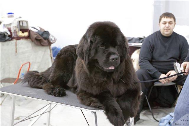 Фото: ньюфаундленд Потап Фелиция (Potap Felicia)