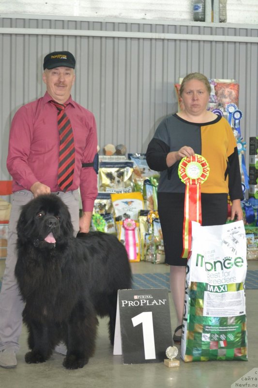 Фото: ньюфаундленд Сент Джонс Эксклюзив (Sent Djons Exclusive), Алексей Вотчал