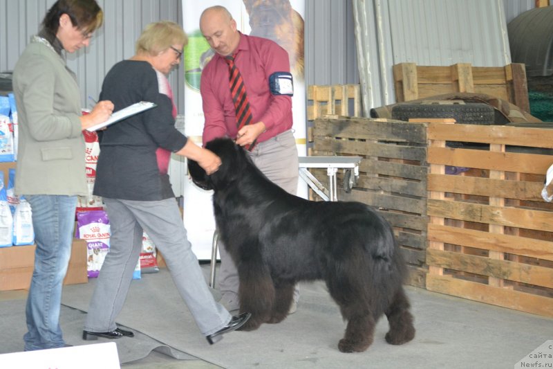 Фото: ньюфаундленд Сент Джонс Эксклюзив (Sent Djons Exclusive)