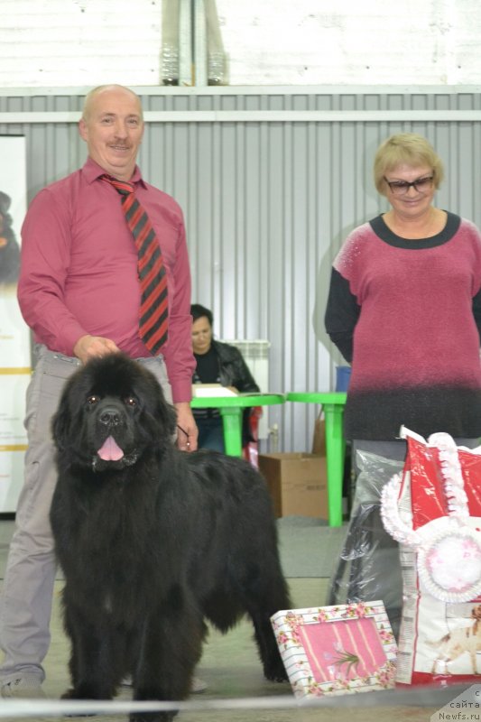 Фото: ньюфаундленд Сент Джонс Эксклюзив (Sent Djons Exclusive)