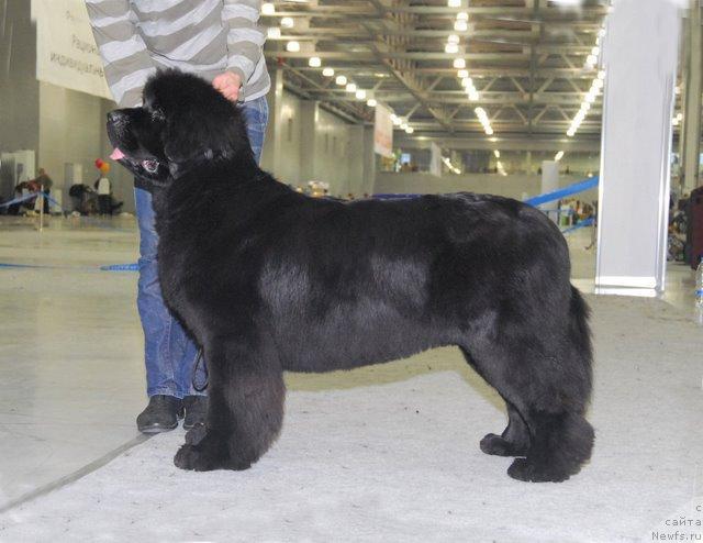 Фото: ньюфаундленд Skippers Only You for Smigar