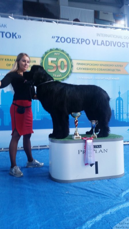 Фото: ньюфаундленд Талисман Моря Корвет (Talisman Morya Korvet)