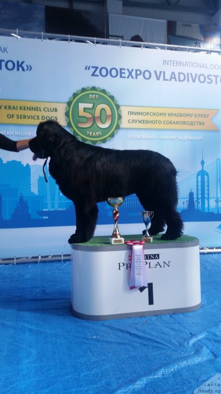 Фото: ньюфаундленд Талисман Моря Корвет (Talisman Morya Korvet)