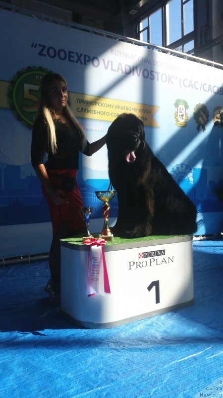 Фото: ньюфаундленд Талисман Моря Корвет (Talisman Morya Korvet)