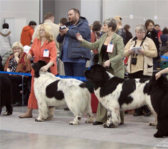 Фото: ньюфаундленд Kloofbears Lancelot for Sent Djons, ньюфаундленд Супер Бизон Айсберг (Super Bizon Aisberg), Юлия Ястребова, Нина Базулина