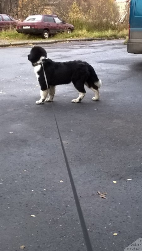 Фото: ньюфаундленд Еловая Лапа от Карельских Медведей