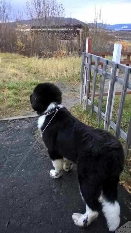 Фото: ньюфаундленд Еловая Лапа от Карельских Медведей