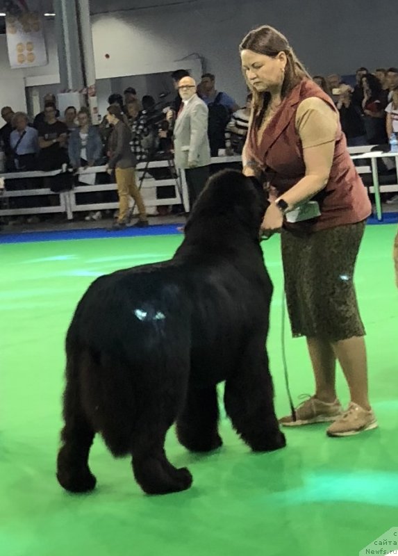 Фото: ньюфаундленд Акватория Келвин Женераль (Aquatoriya Kelvin Zheneral)