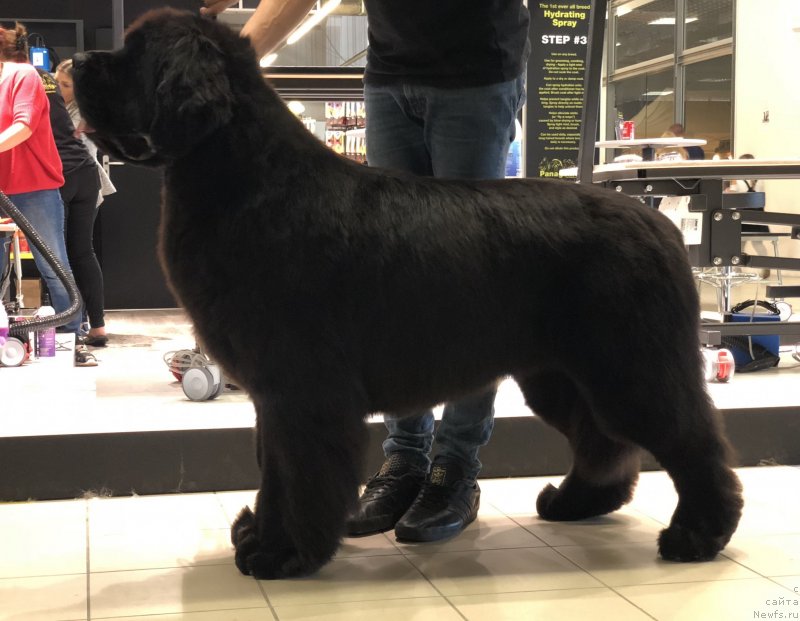 Фото: ньюфаундленд Акватория Келвин Женераль (Aquatoriya Kelvin Zheneral)