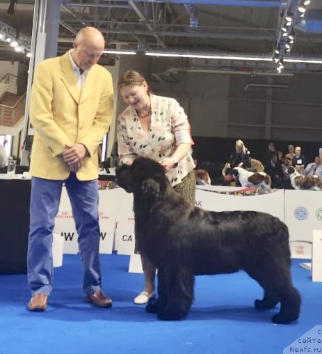 Фото: ньюфаундленд Акватория Келвин Юник Малина Стайл (Aquatoriya Kelvin Yunique Malina Style)