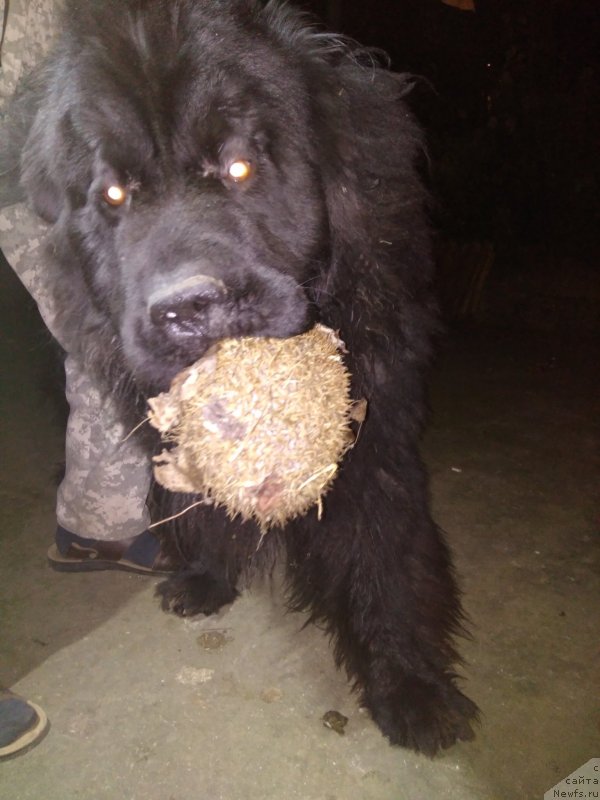 Фото: ньюфаундленд Чарующий Чезарио (Charuyuschiy Chezario)