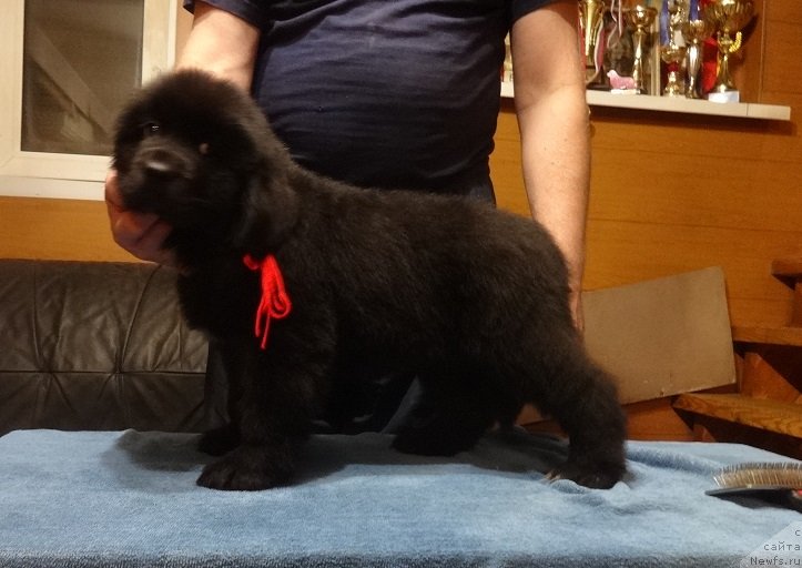 Фото: ньюфаундленд Экселент Бьюти