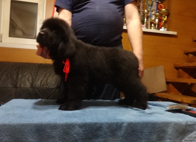 Фото: ньюфаундленд Фанньюф Авалон (Funnewf Avalon)