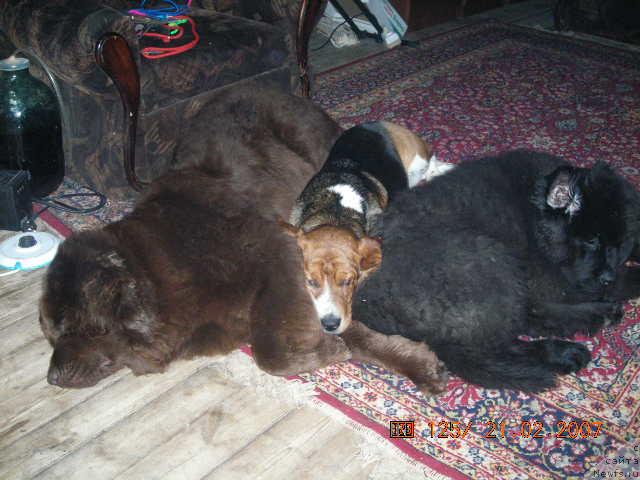 Фото: ньюфаундленд Старди, ньюфаундленд Сент Джонс Круиз (Sent Djons Kruiz)