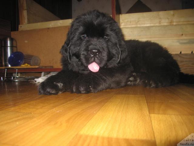 Фото: ньюфаундленд Грация Ночи