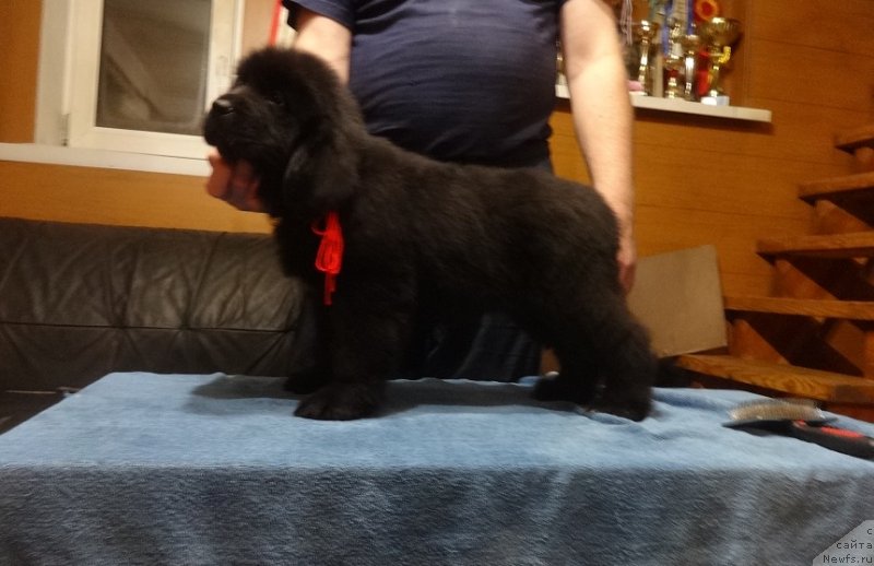 Фото: ньюфаундленд Фанньюф Авалон (Funnewf Avalon)
