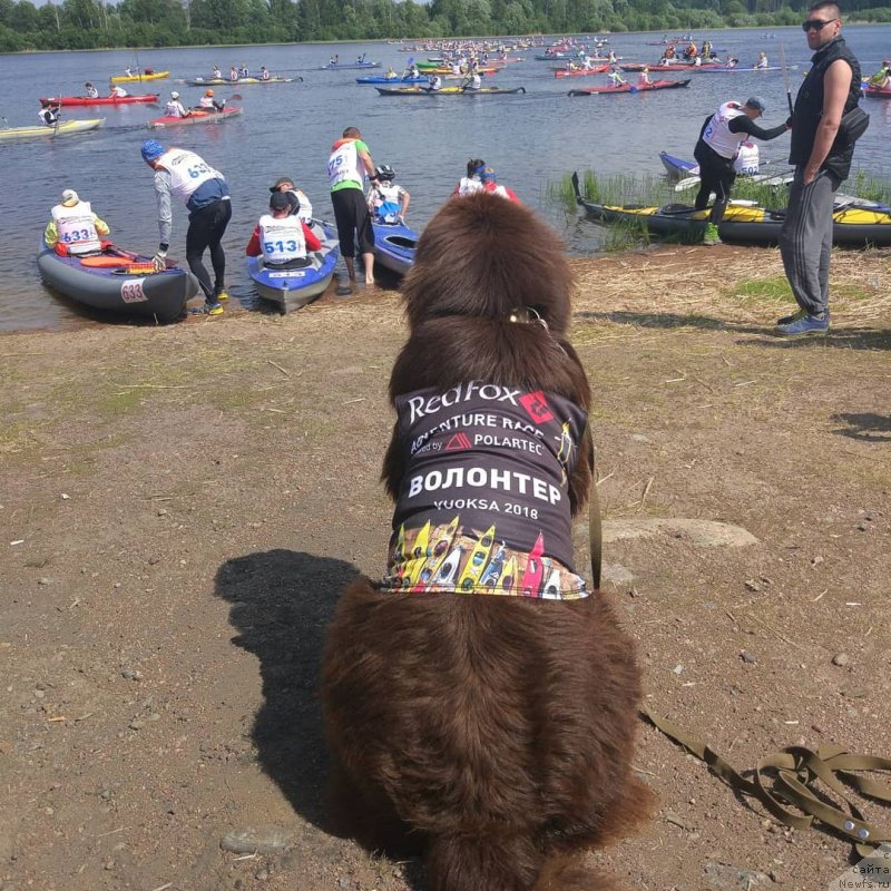 Фото: ньюфаундленд Браунблад МСК Абрамс-Стронг (Brownblood MSK Abrams-Strong)