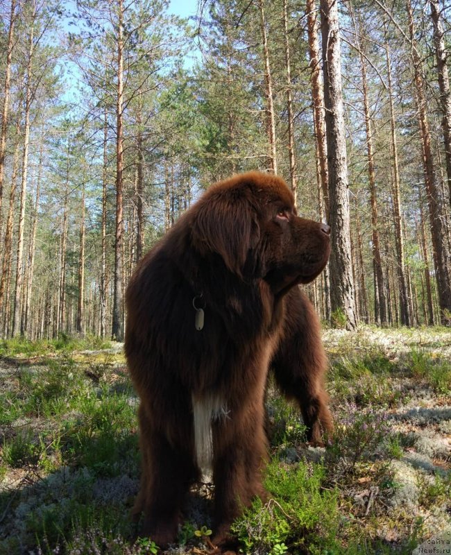 Фотография № 239609