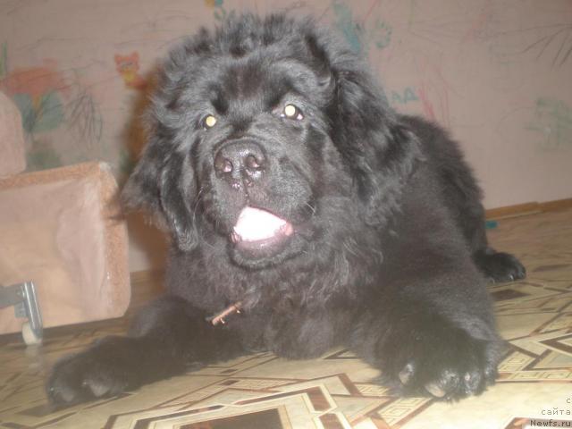 Фото: ньюфаундленд Грация Ночи