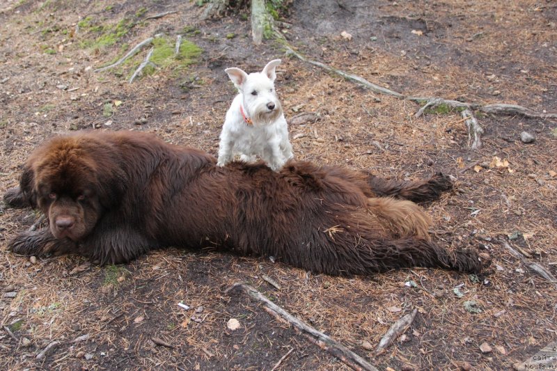 Фотография № 239612