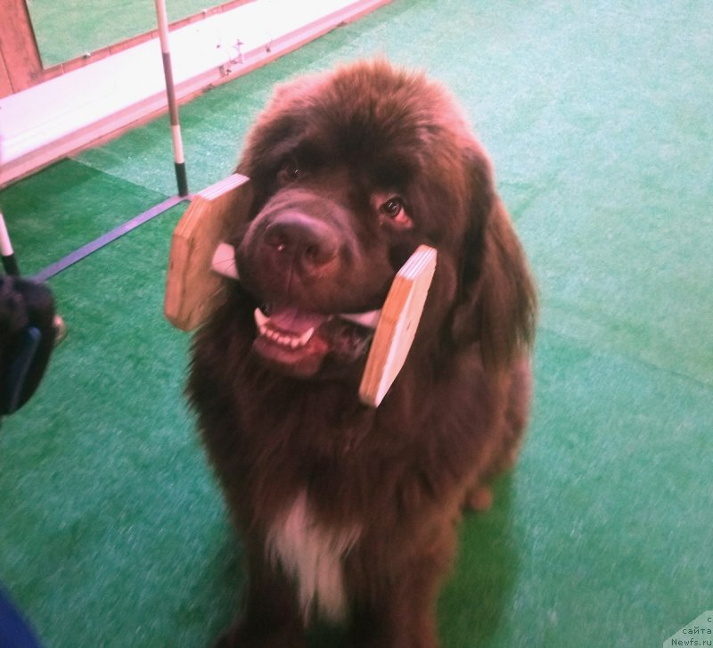 Фотография № 239613