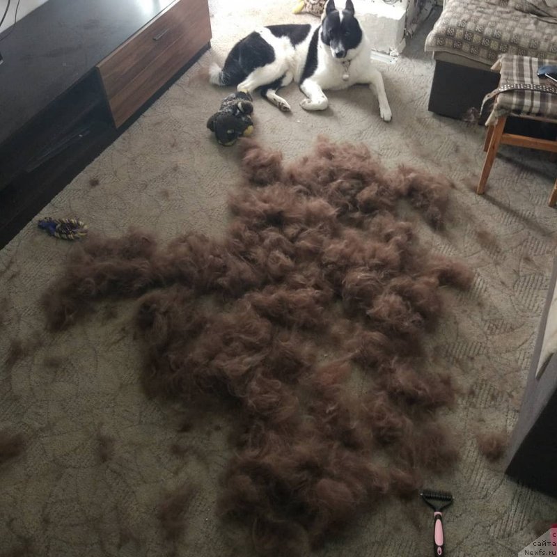 Фотография № 239615