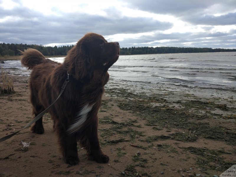 Фотография № 239617