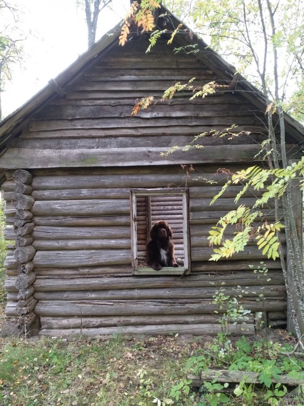 Фото: ньюфаундленд Браунблад МСК Абрамс-Стронг (Brownblood MSK Abrams-Strong)