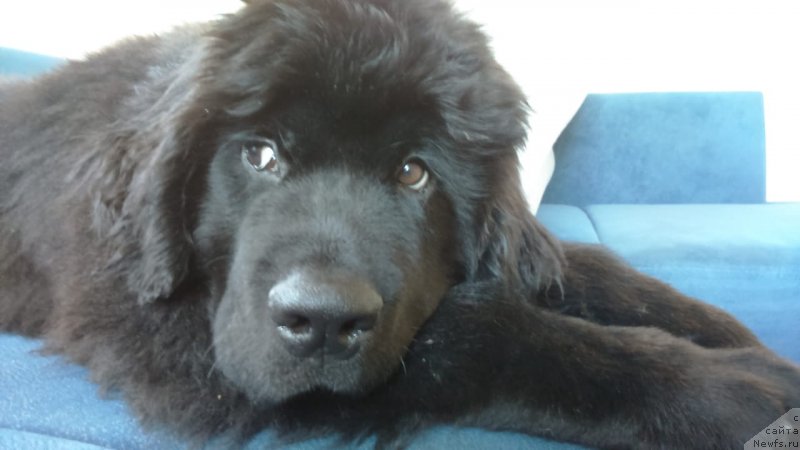 Фото: ньюфаундленд Браунблад МСК Лайт Рэй