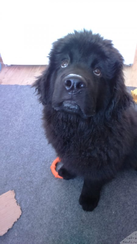 Фотография № 239620