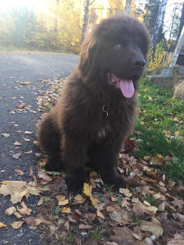 Фотография № 239621