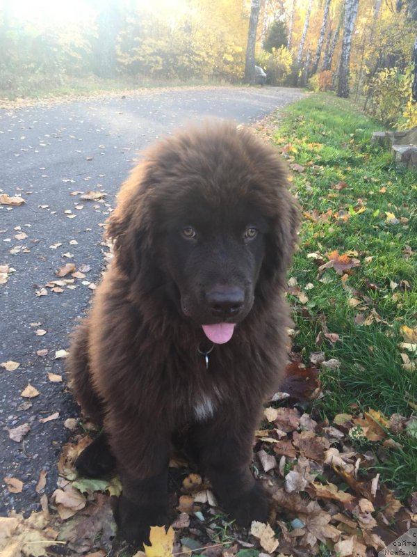 Фото: ньюфаундленд Браунблад МСК Лавли Фаворит